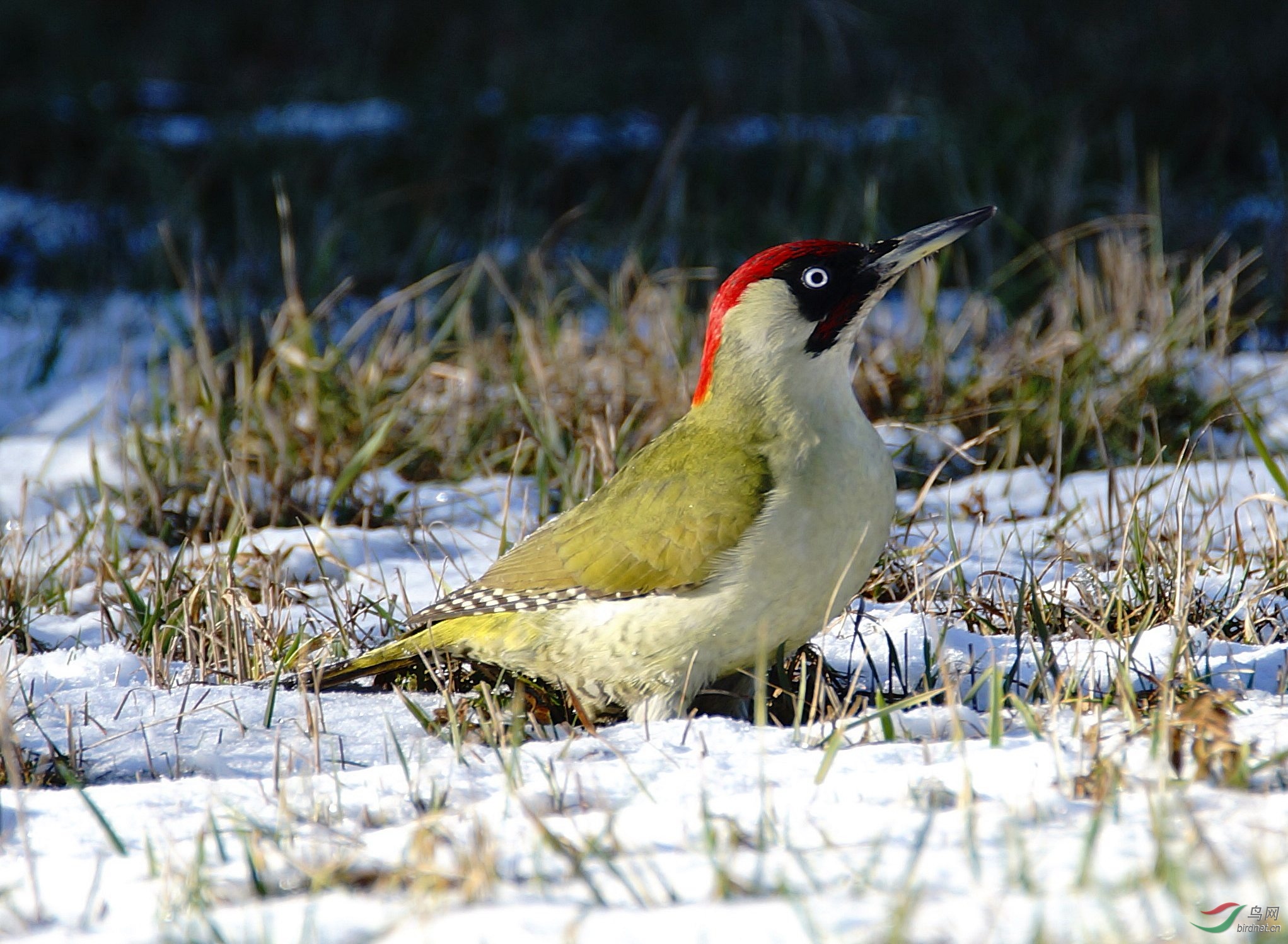 雪中绿啄木鸟