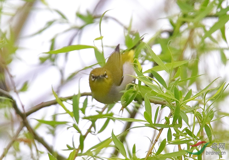 暗綠繡眼鳥