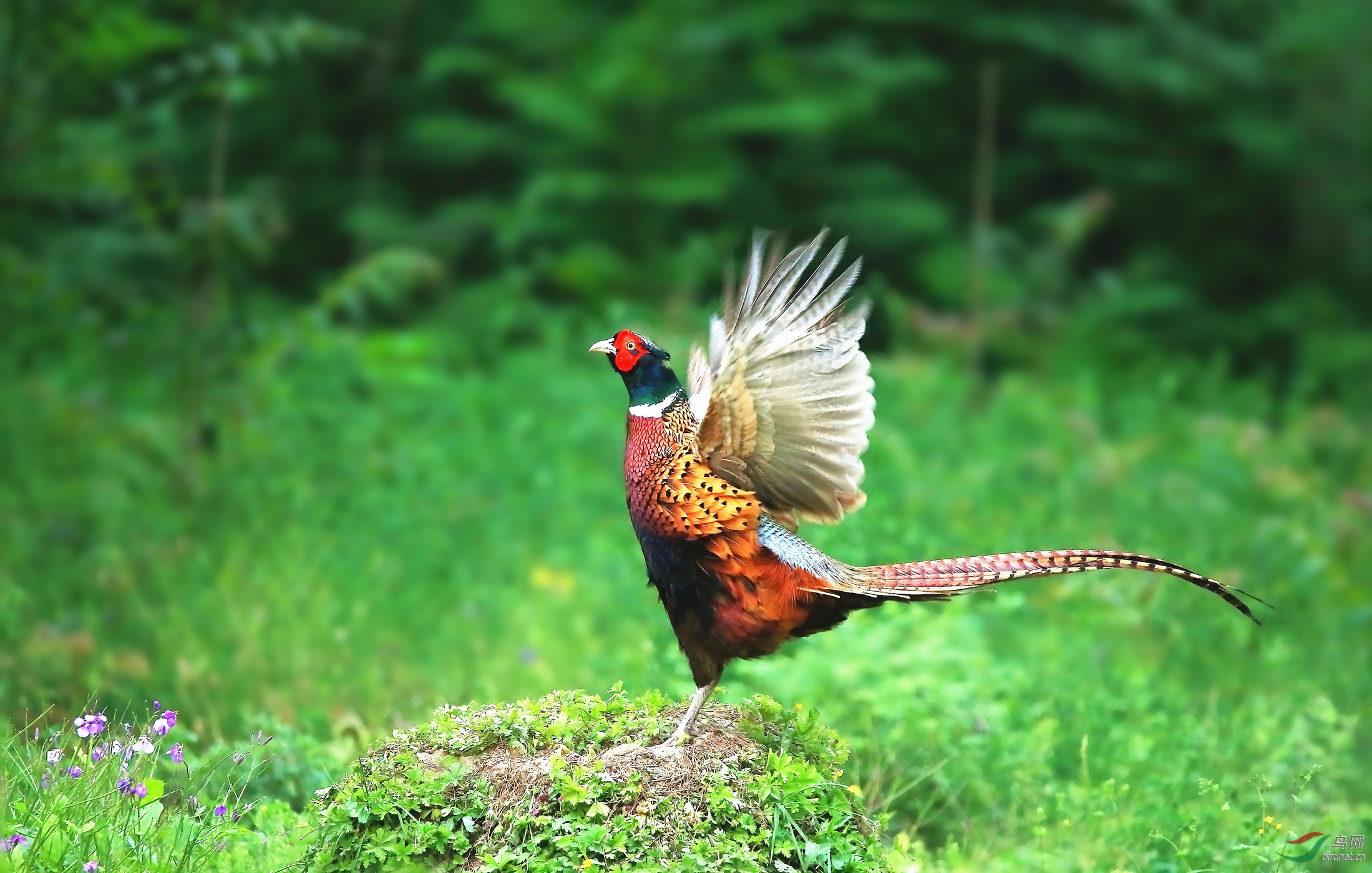 雄鸡振翅迎新春