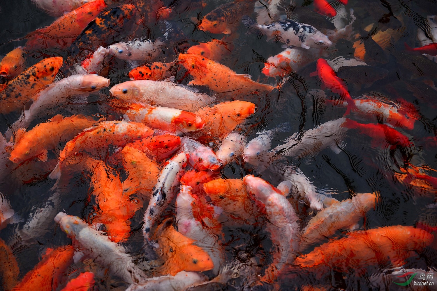 红红火火年年有余