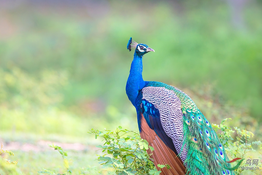 新春展望斯里兰卡蓝孔雀