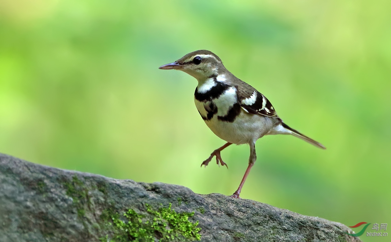 山鹡鸰 - 甘肃版 gansu 鸟网