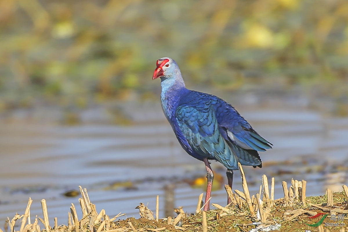 紫水鸡