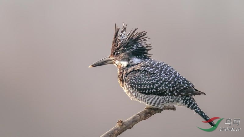 _2019012115201083 (70).jpg