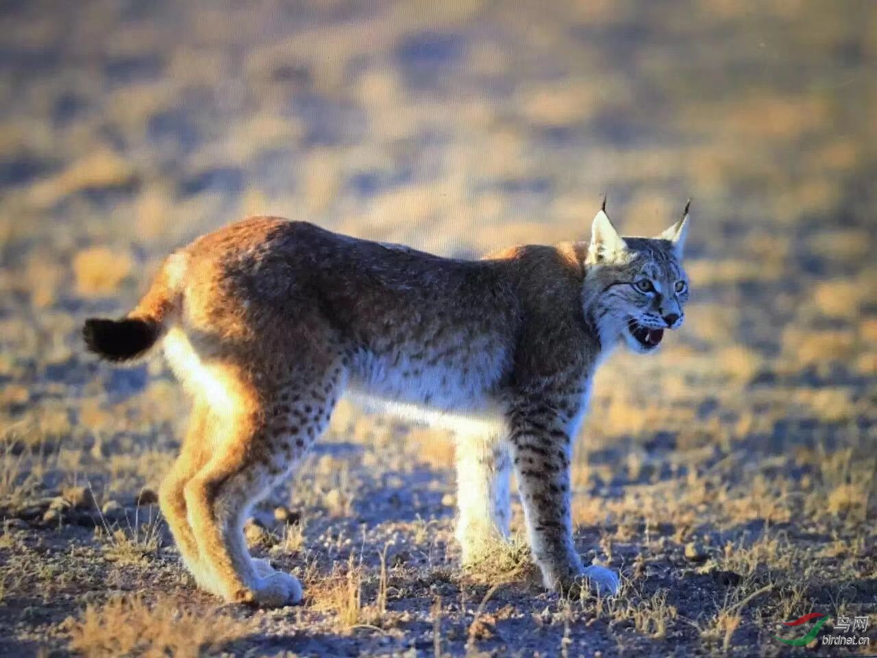 _2019012115201083 (22).jpg