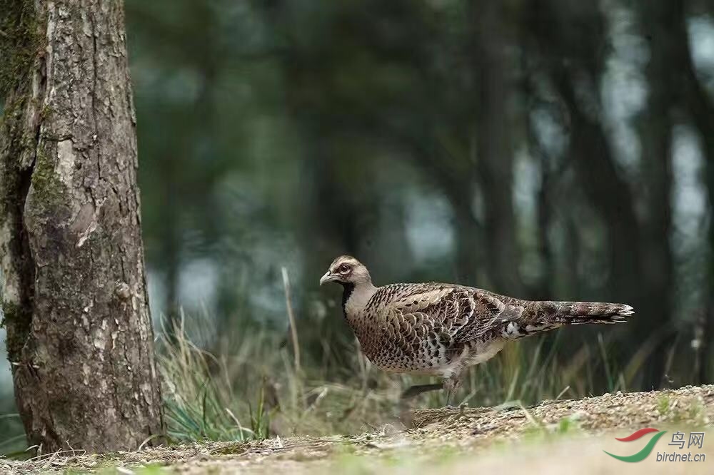 _2019012115201083 (17).jpg