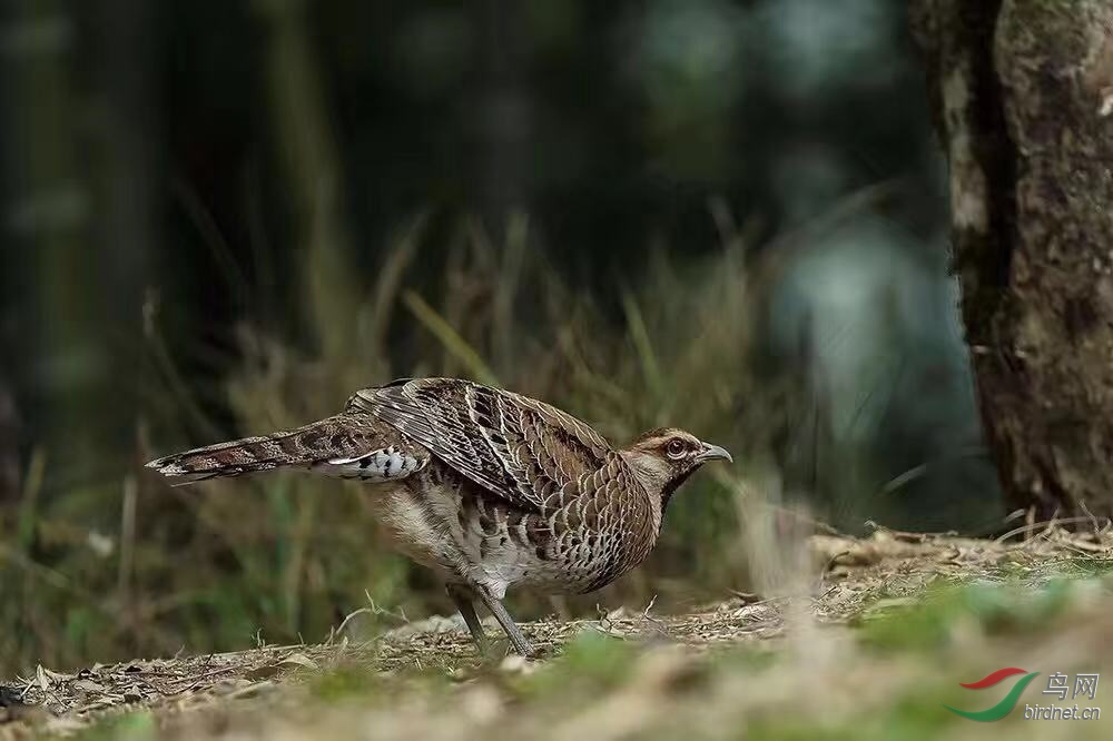 _2019012115201083 (18).jpg