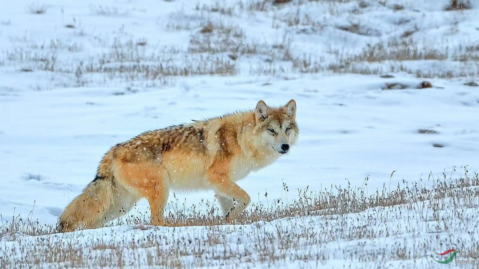 _2019012115201083 (25).jpg