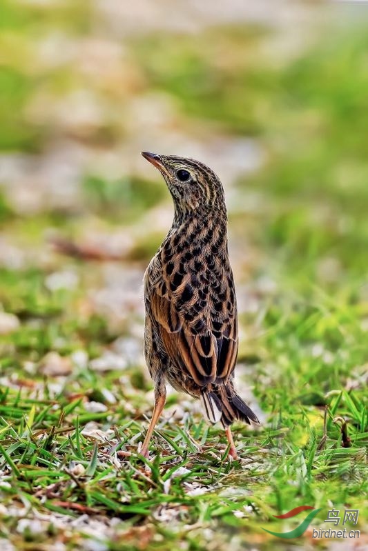 _2019012115201083 (31).jpg