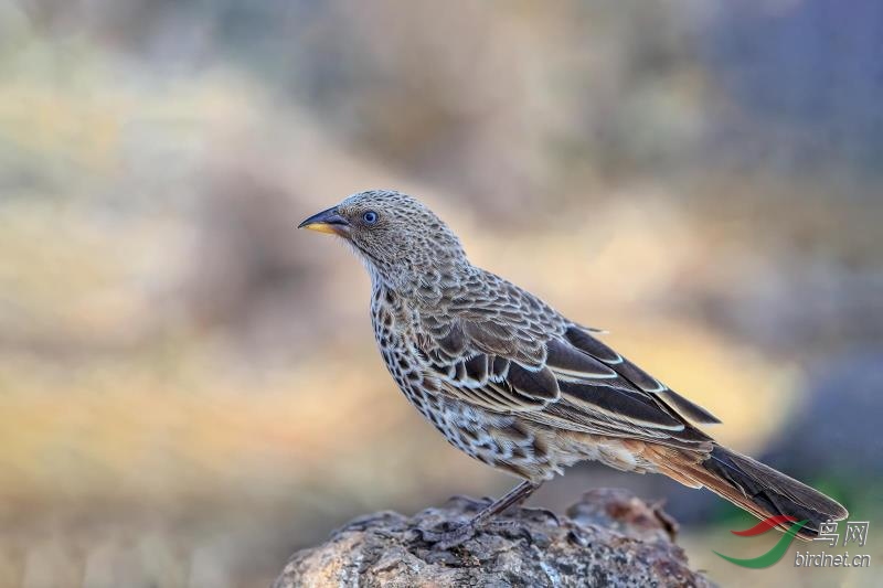 _2019012115201083 (1).jpg