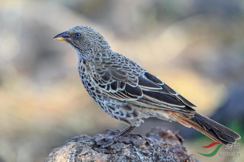 _2019012115201083 (2).jpg