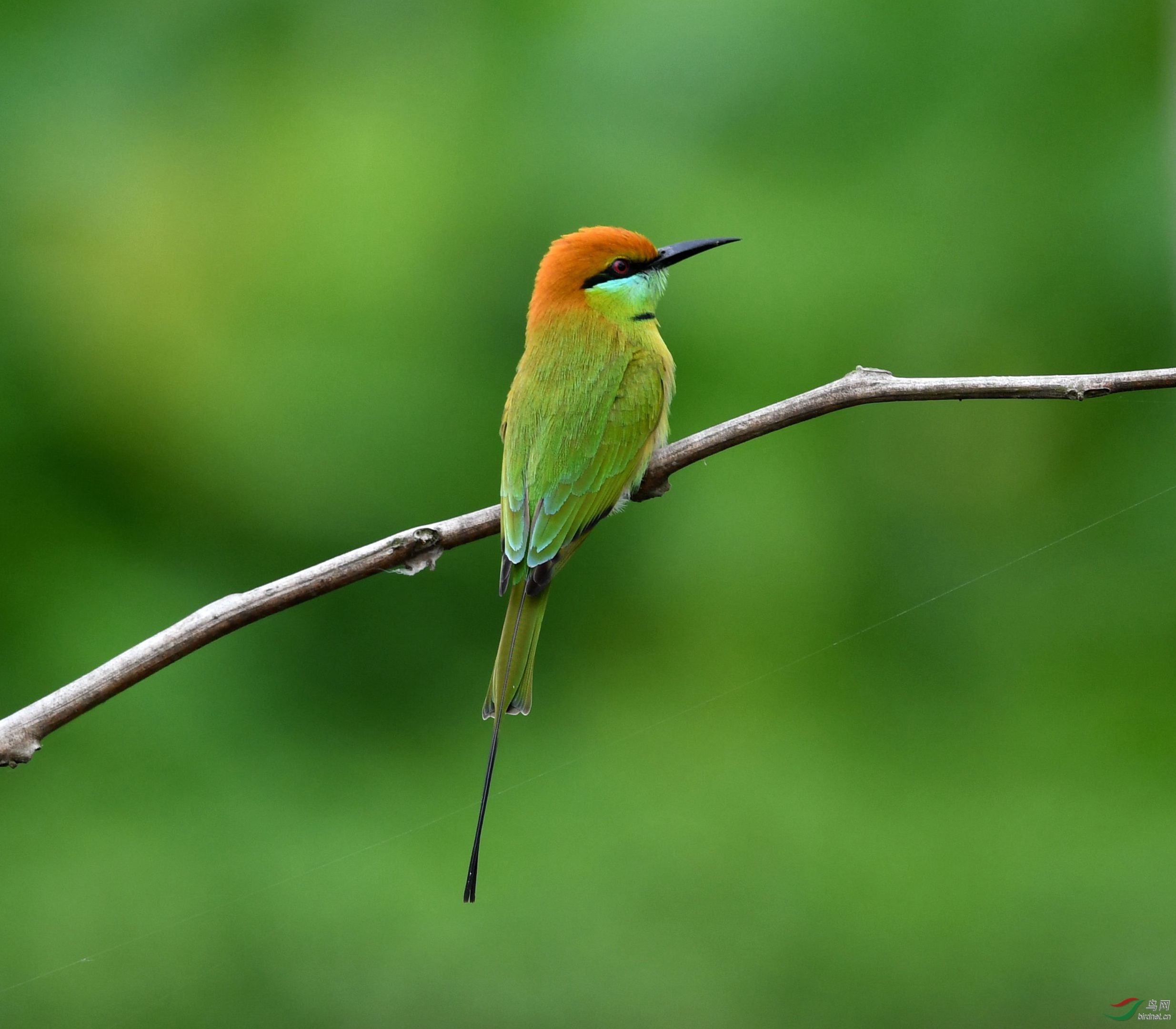 喜迎新春绿喉蜂虎