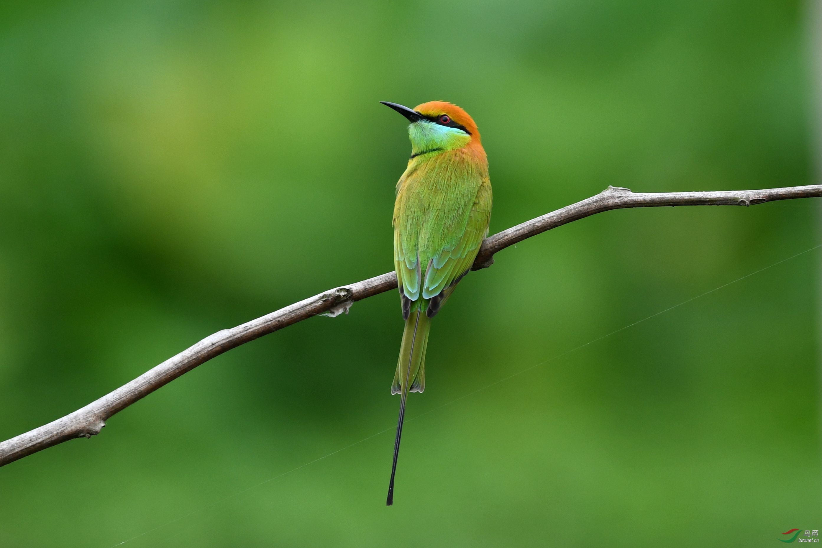 喜迎新春,绿喉蜂虎