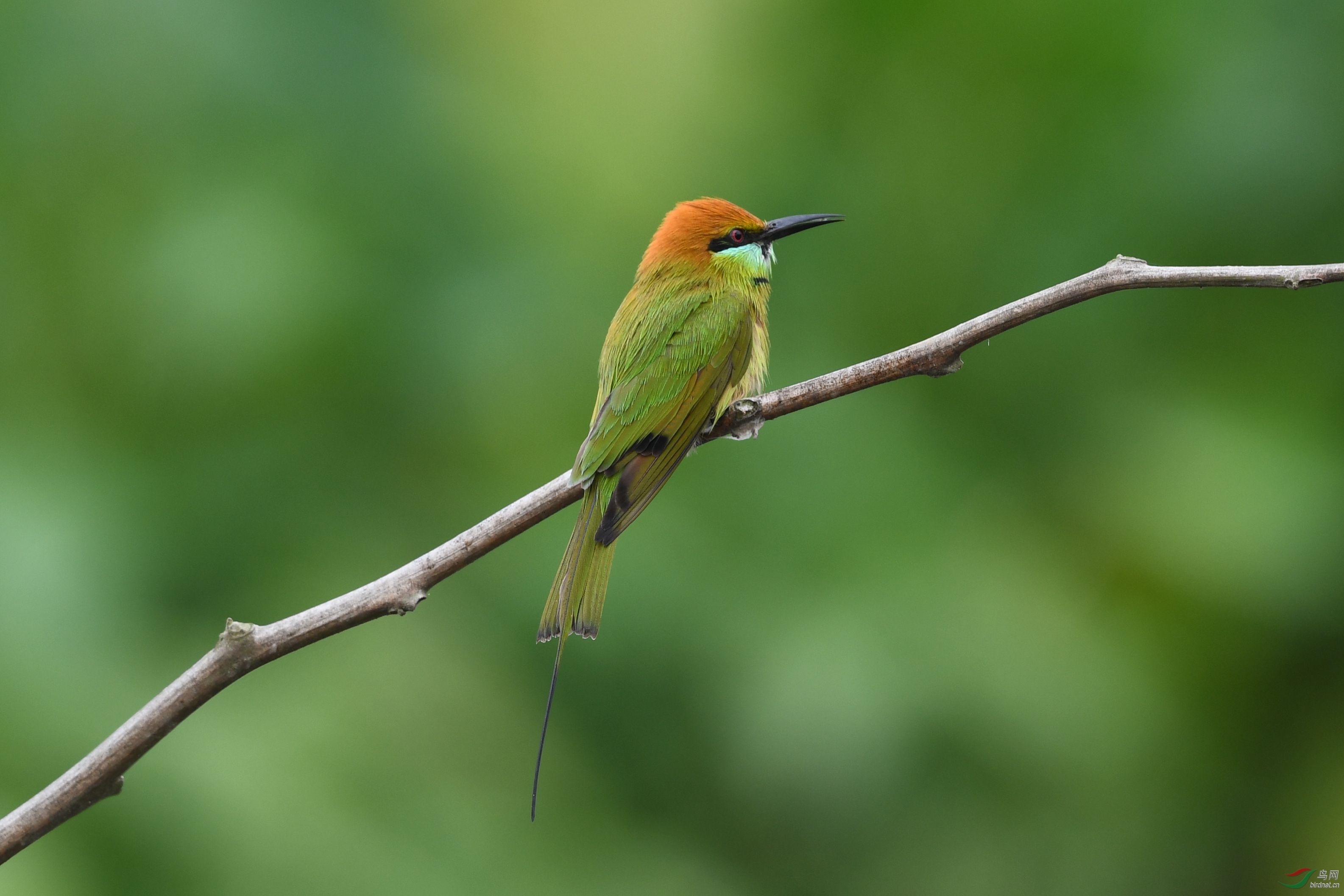 喜迎新春,绿喉蜂虎