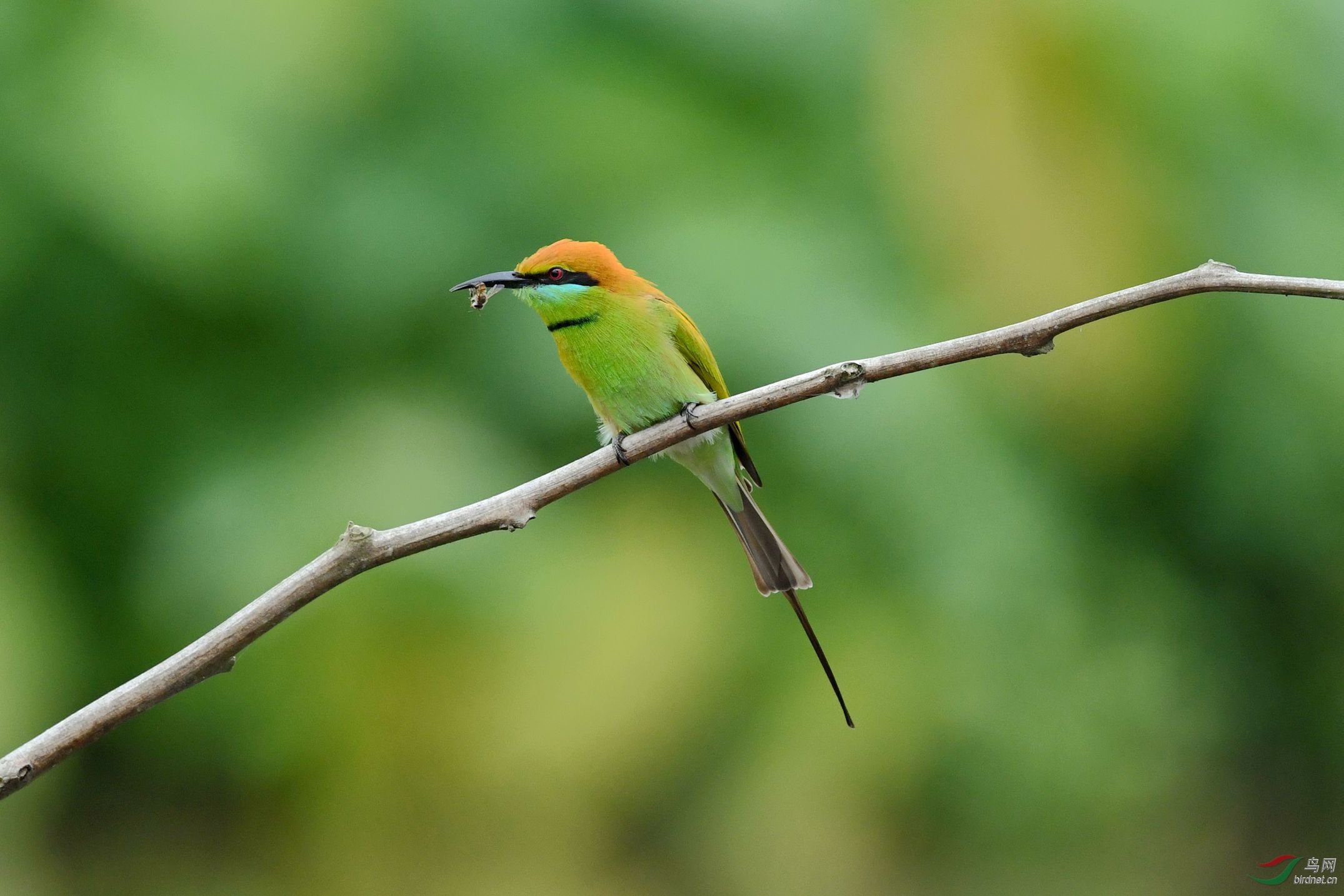 喜迎新春,绿喉蜂虎