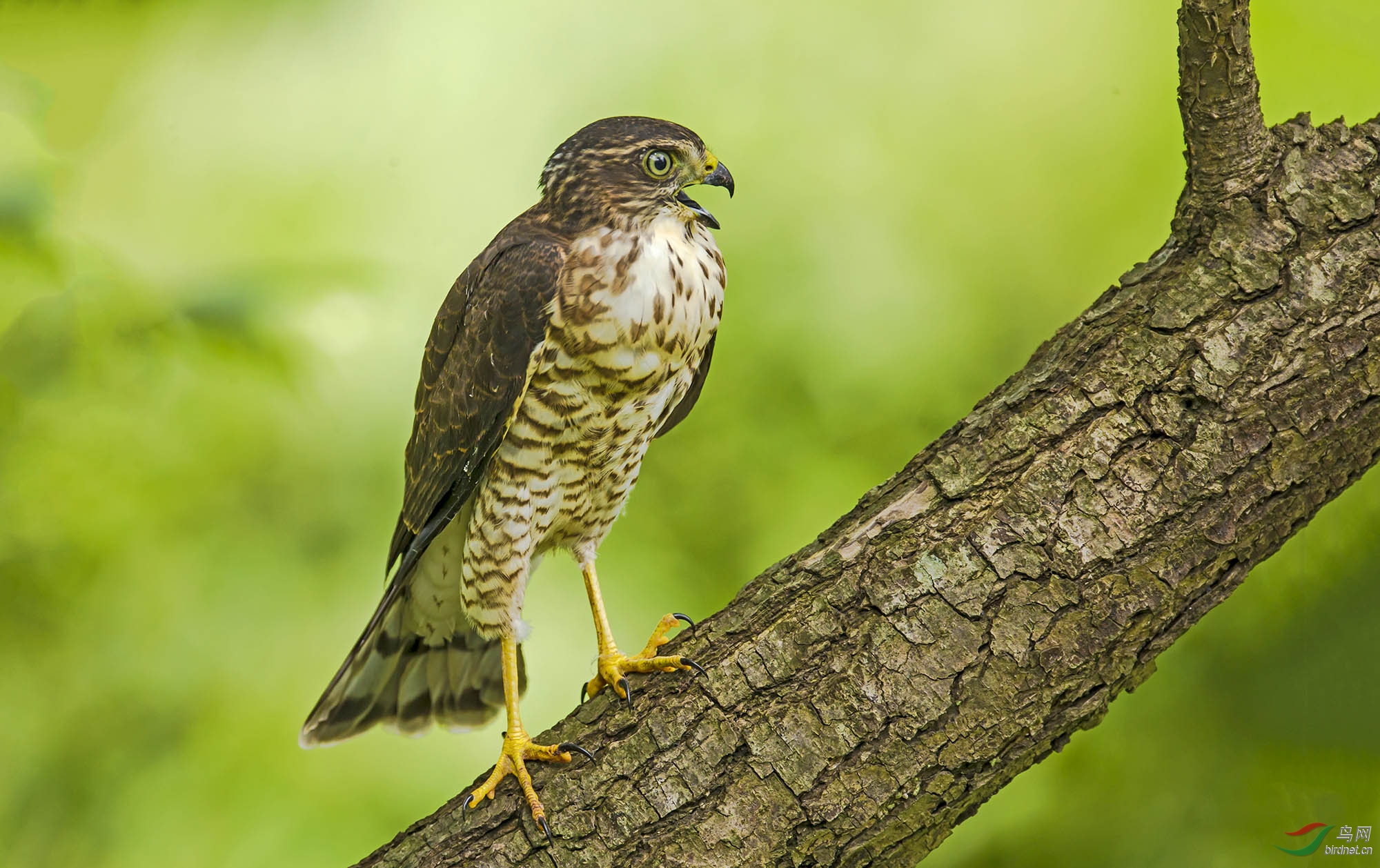 新春快乐松雀鹰