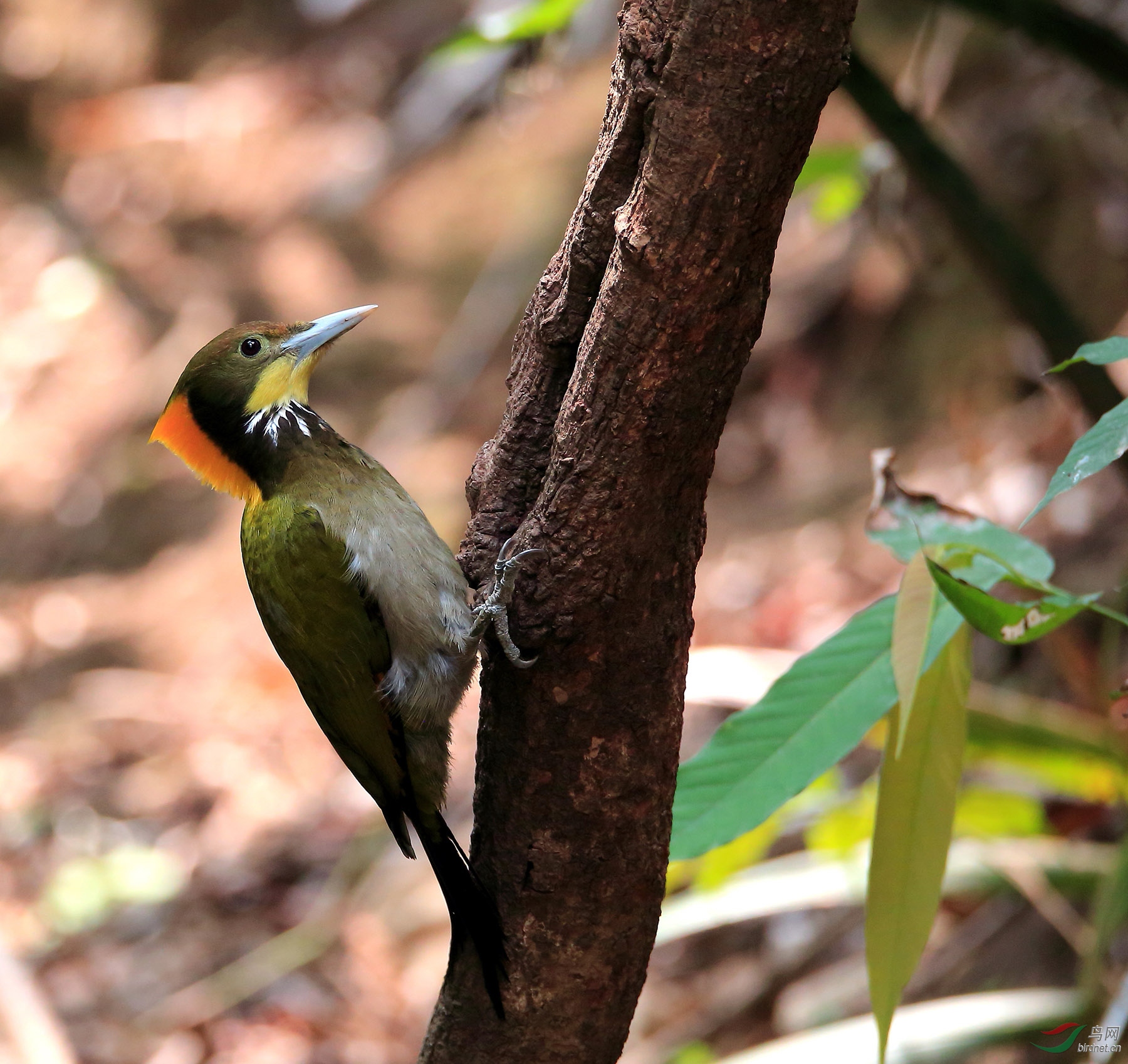 黄冠啄木鸟 - 河南版 henan 鸟网