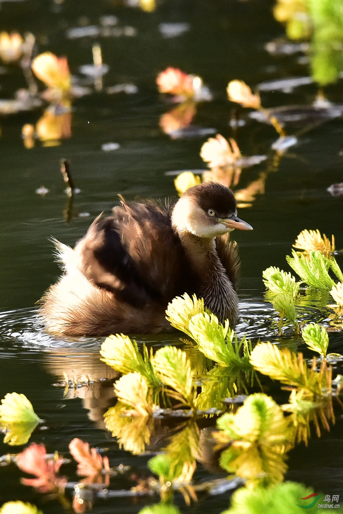 DSC_0718.JPG