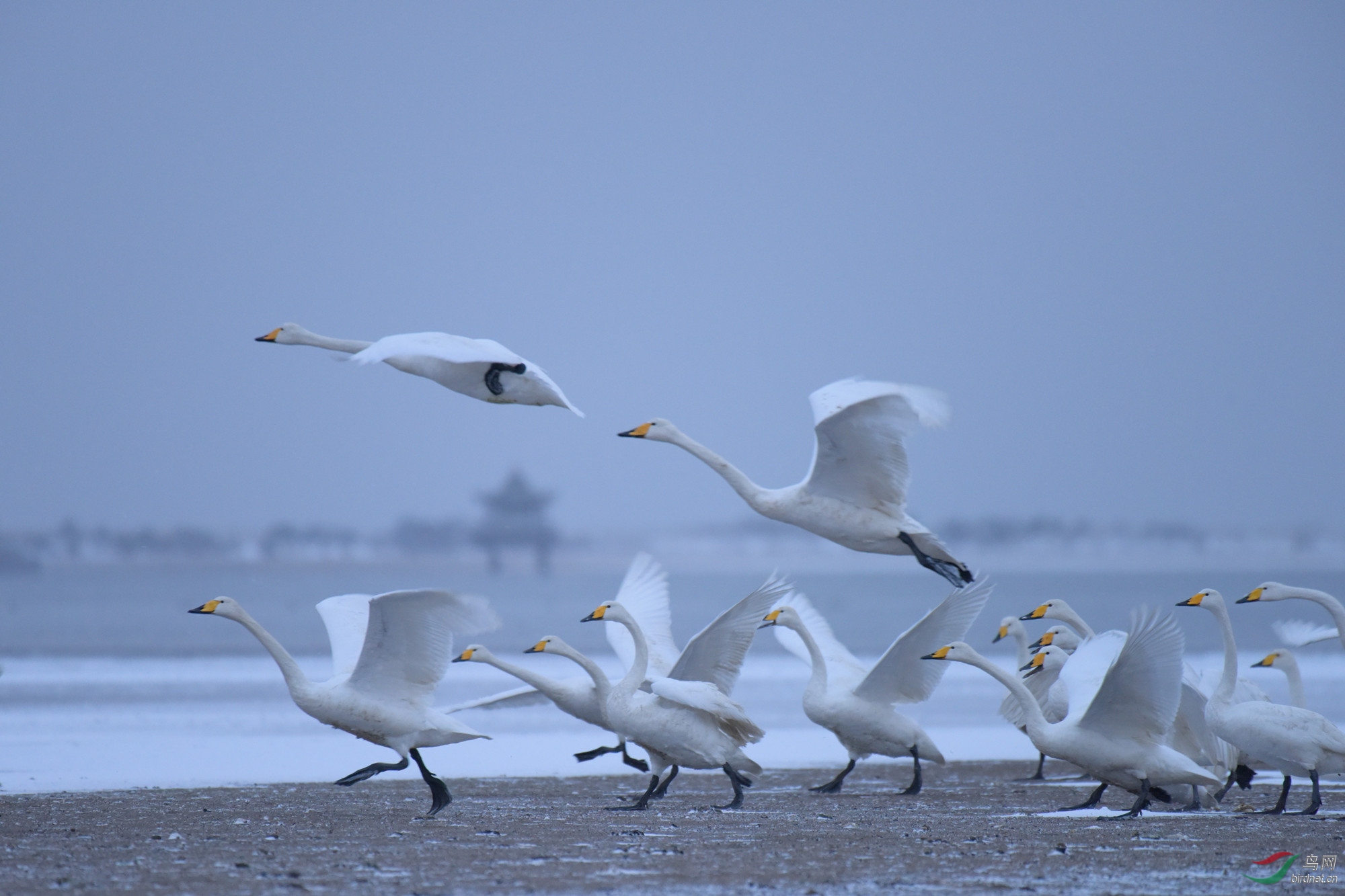飞得更高 - 天津版 tianjin 鸟网