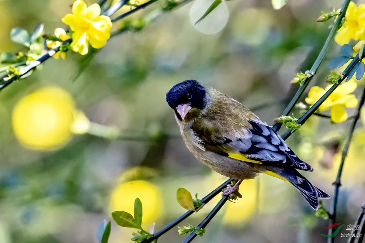 黑头金翅雀