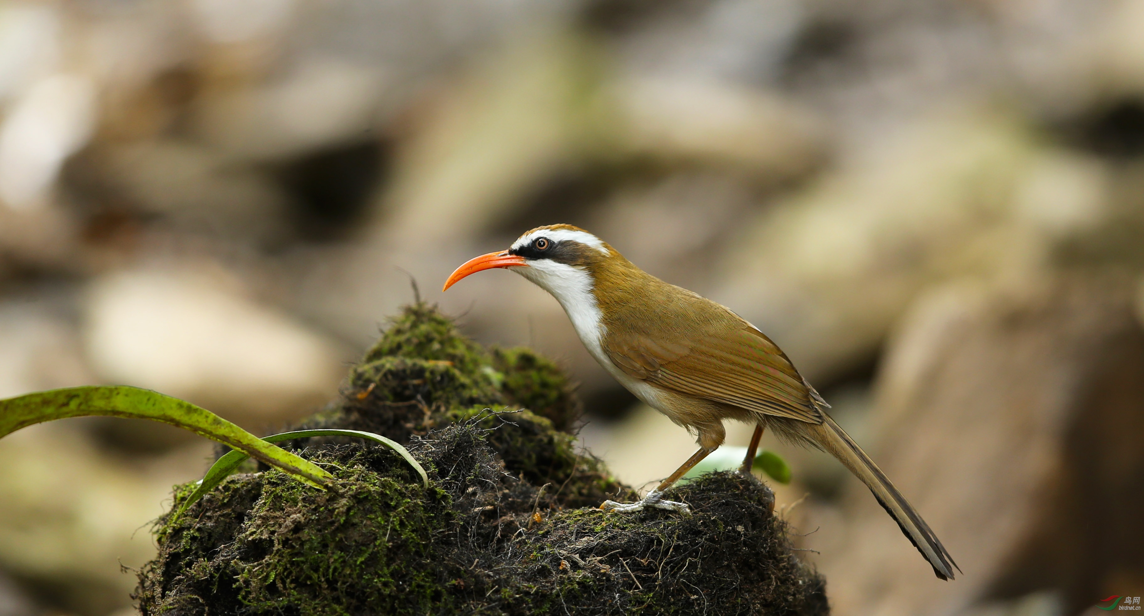 红嘴钩嘴鹛——祝各位老师新年快乐!吉祥如意! - 湖南版 hunan 鸟网