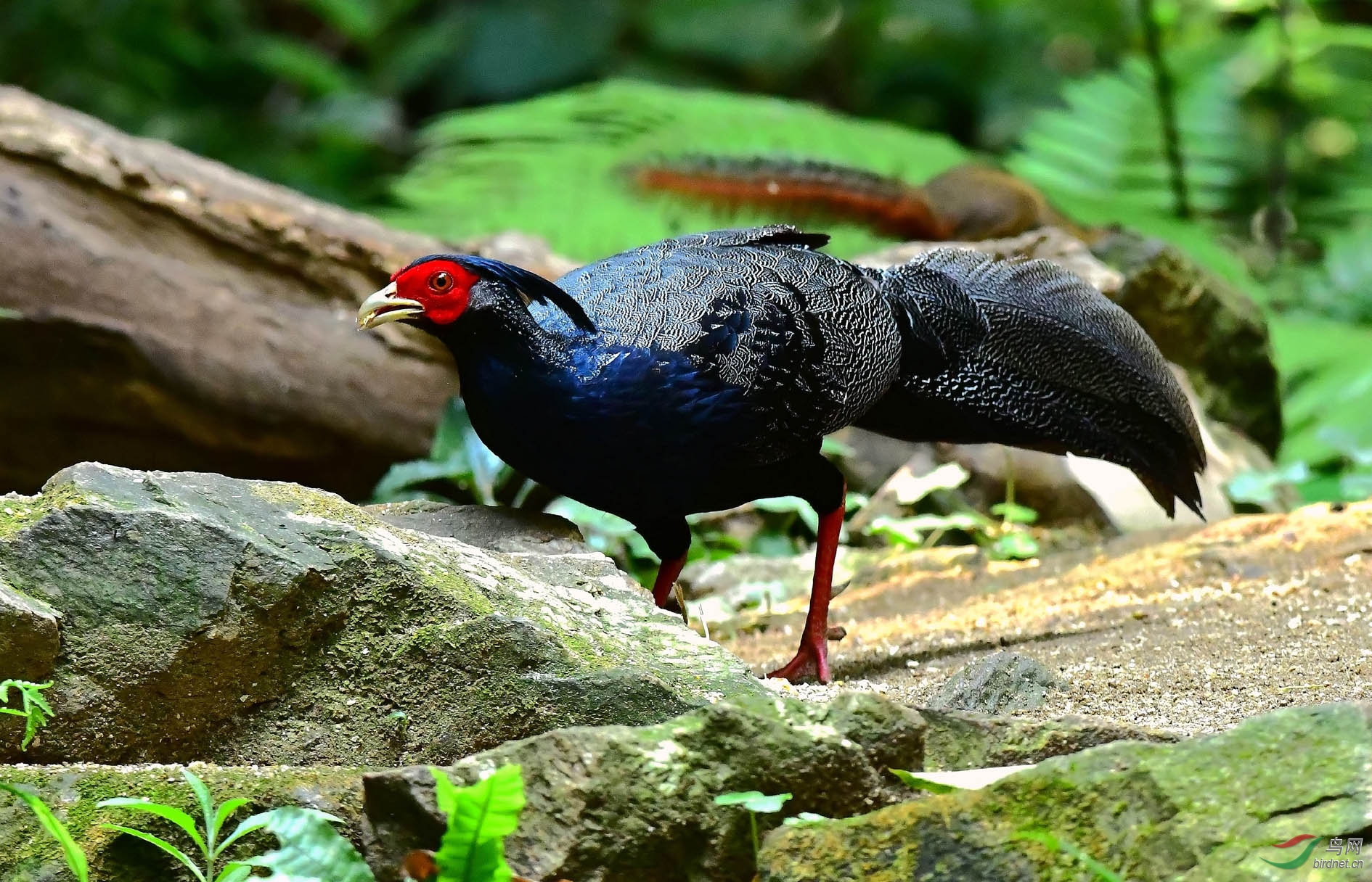 黑鹇- 湖南版 hunan 鸟网