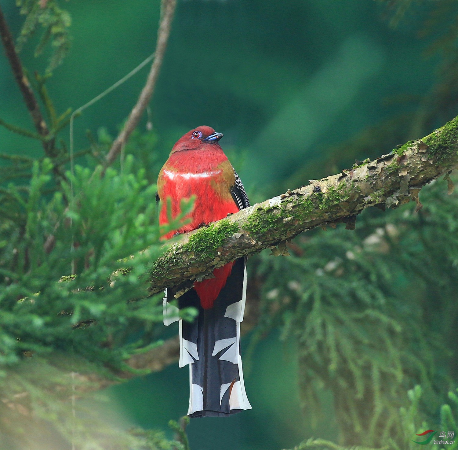 红头红红火火过新春