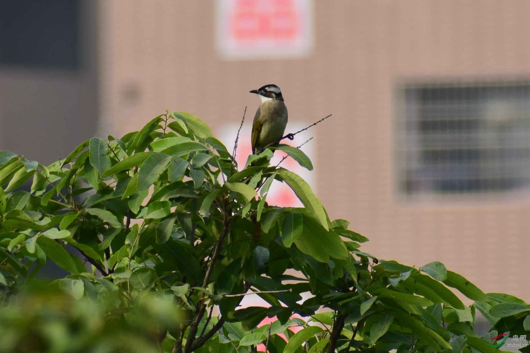DSC_4105.jpg