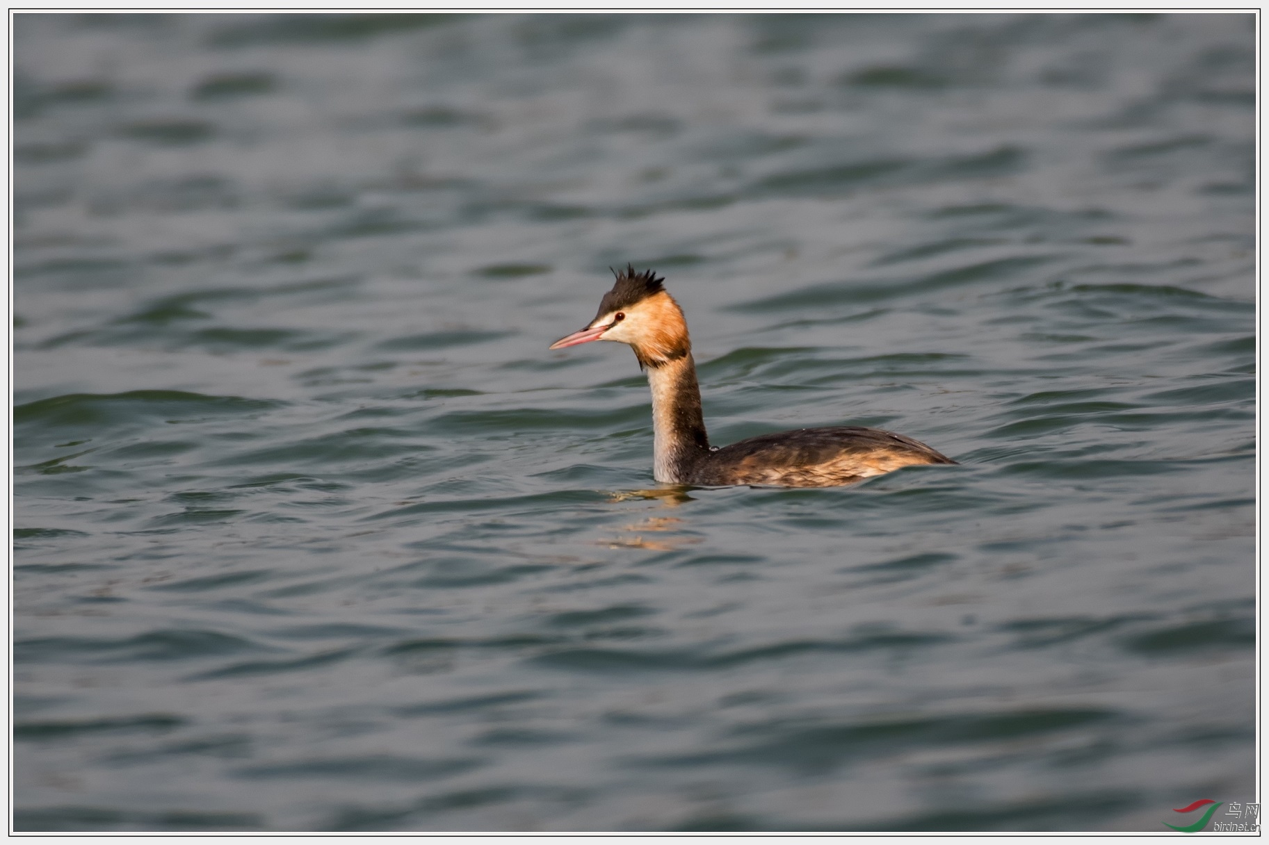 50�״�������