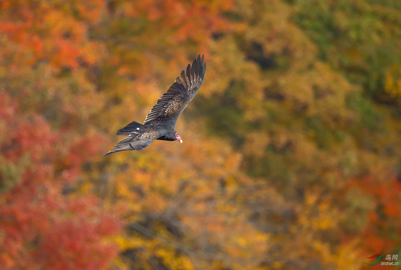 DSC_2262.jpg