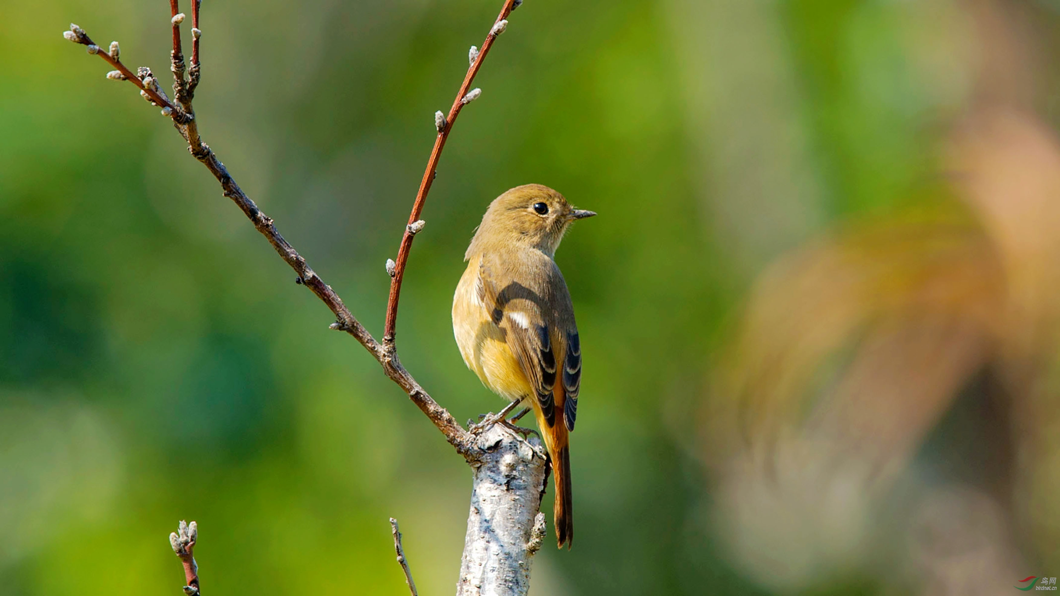 迎春- 林鸟版 鸟网