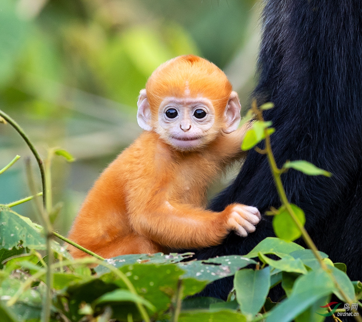 白头叶猴全家福向各位老师初一拜年!