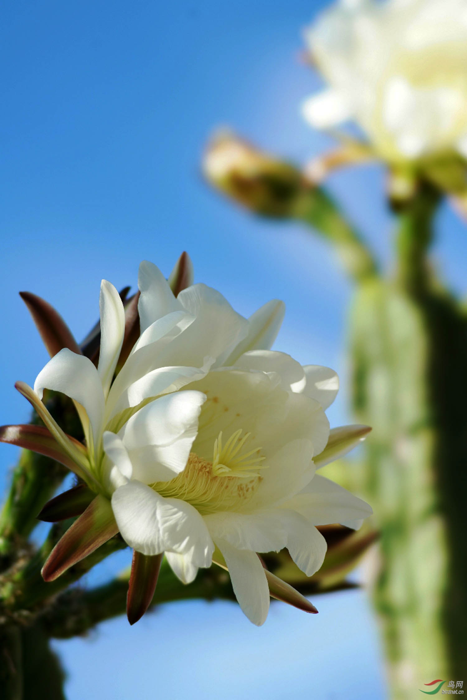 仙人柱花 - 植物花卉版 鸟网
