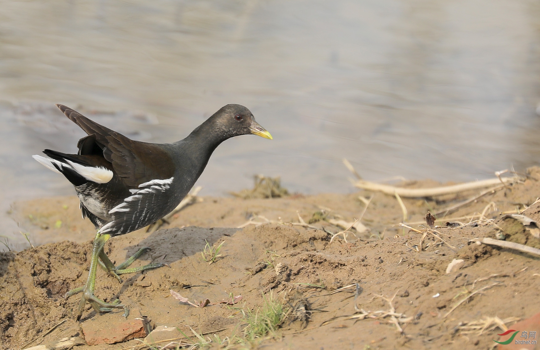 大年初一龙子湖拍水鸡住各位老师诸事安康