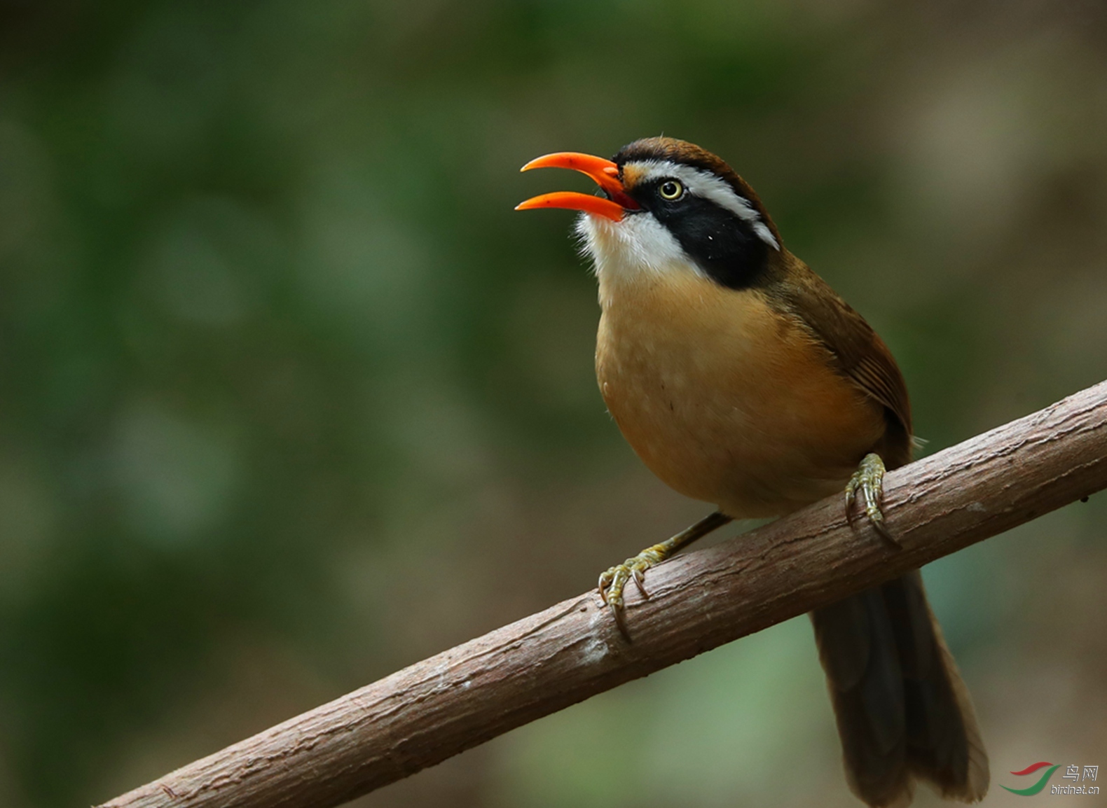 红嘴钩嘴鹛之《过年好》 - 大庆炮队 鸟网