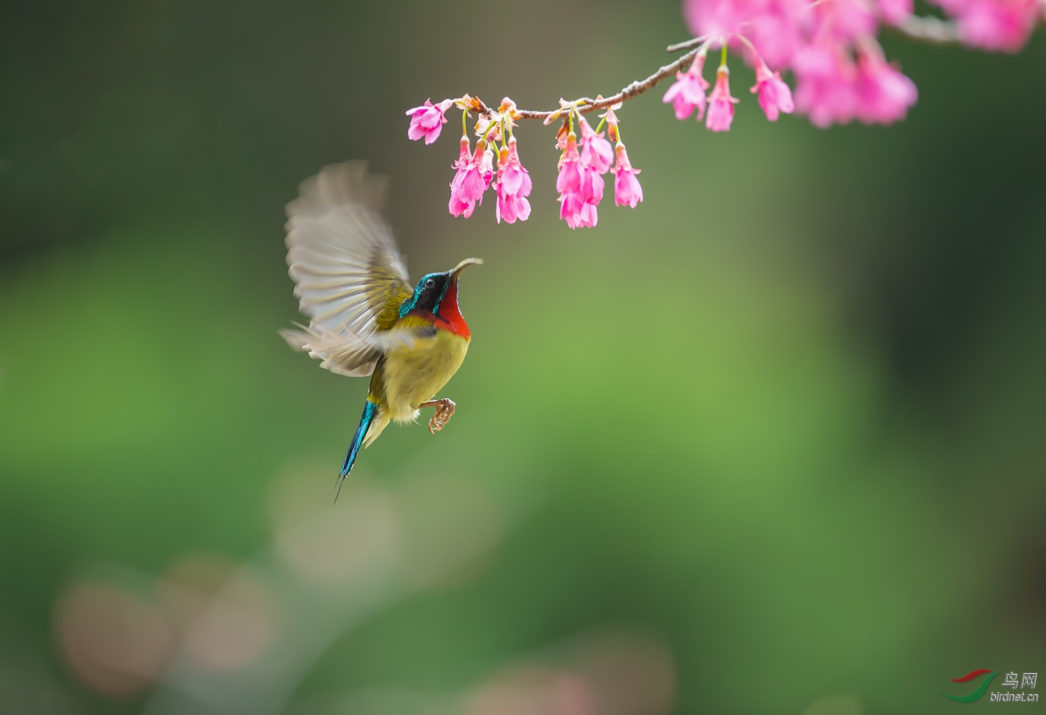 DSC_8915C.jpg