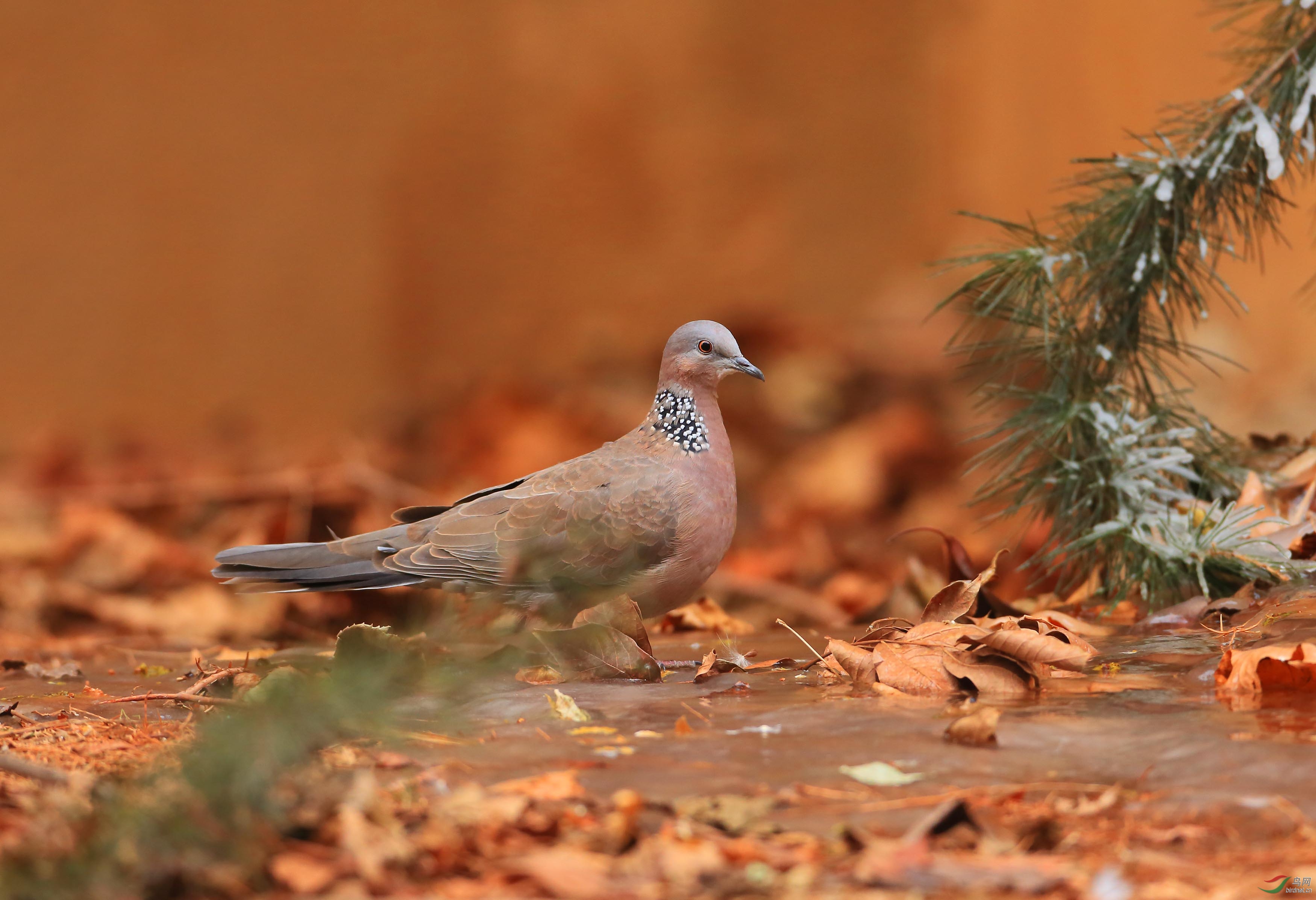 感谢帖珠颈斑鸠