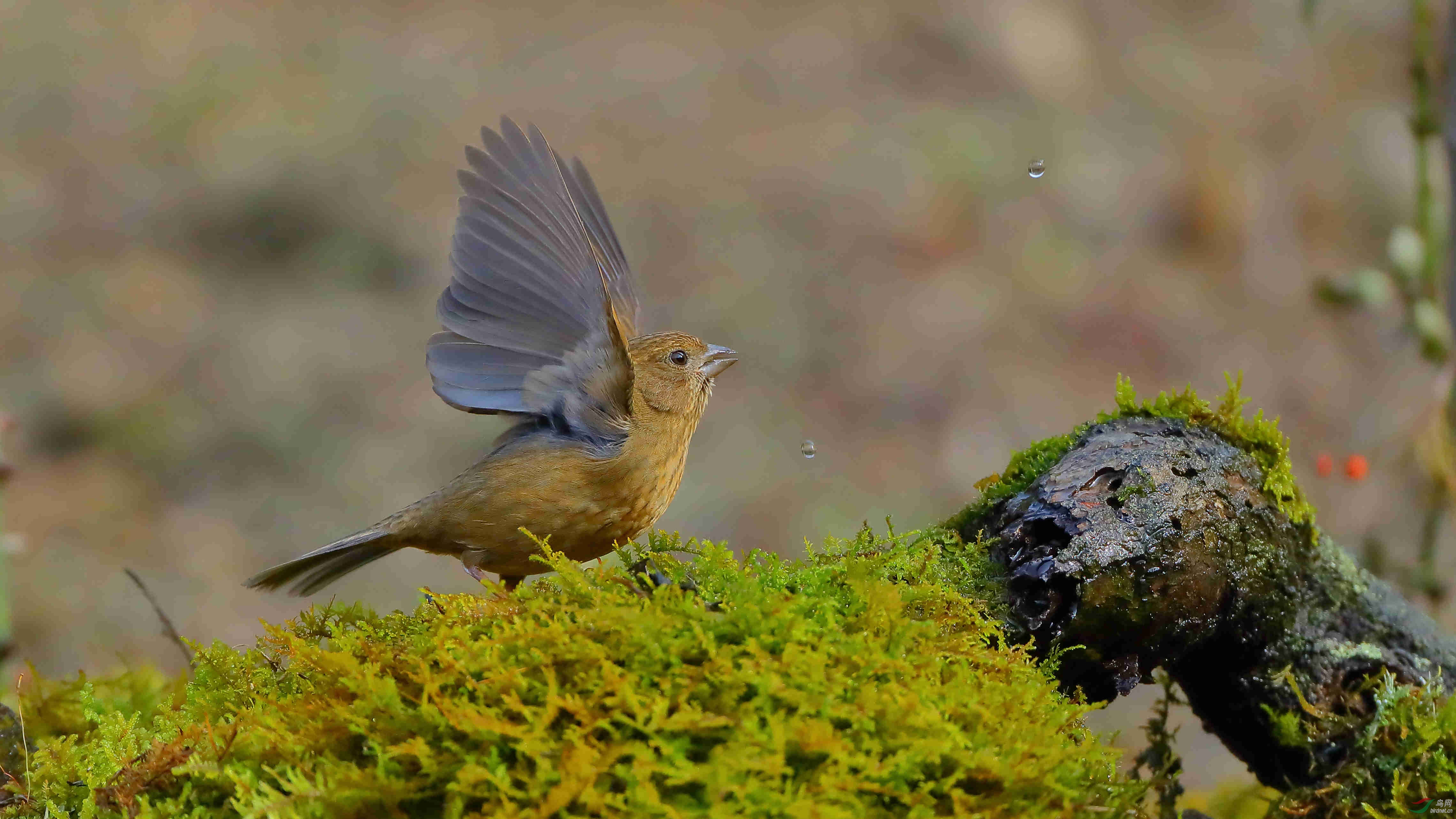 ���ֵ���ȸ