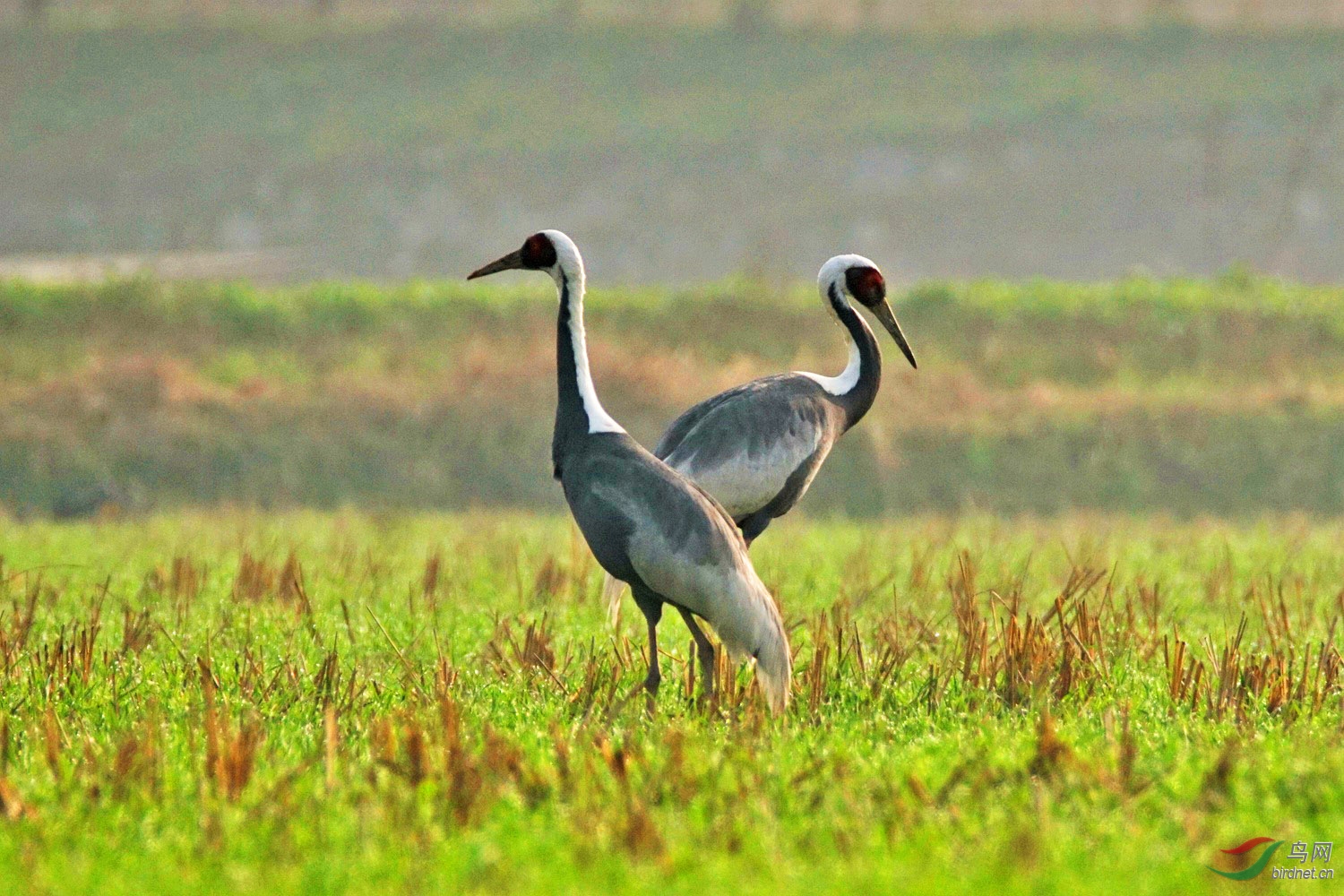 白枕鹤 - 甘肃版 gansu 鸟网