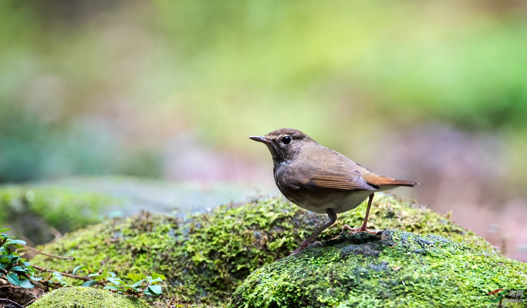 红尾贺岁 - 海南版 hainan 鸟网