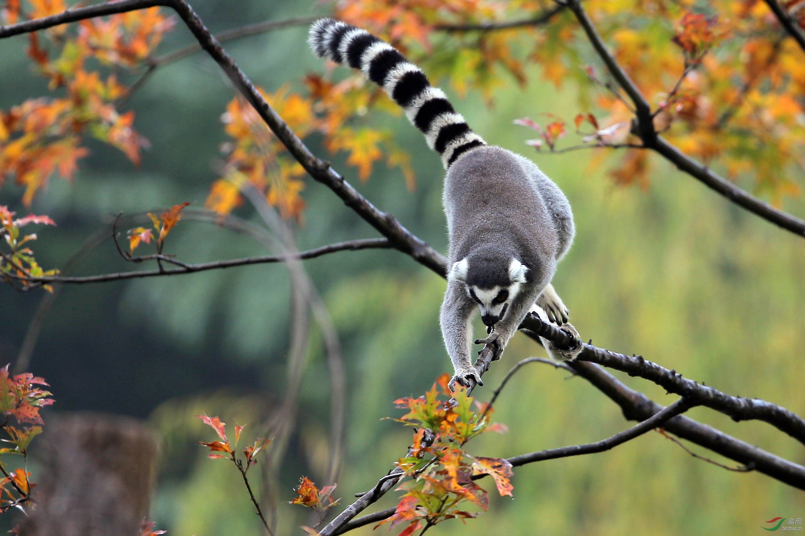 环尾狐猴荣获首页动物精华