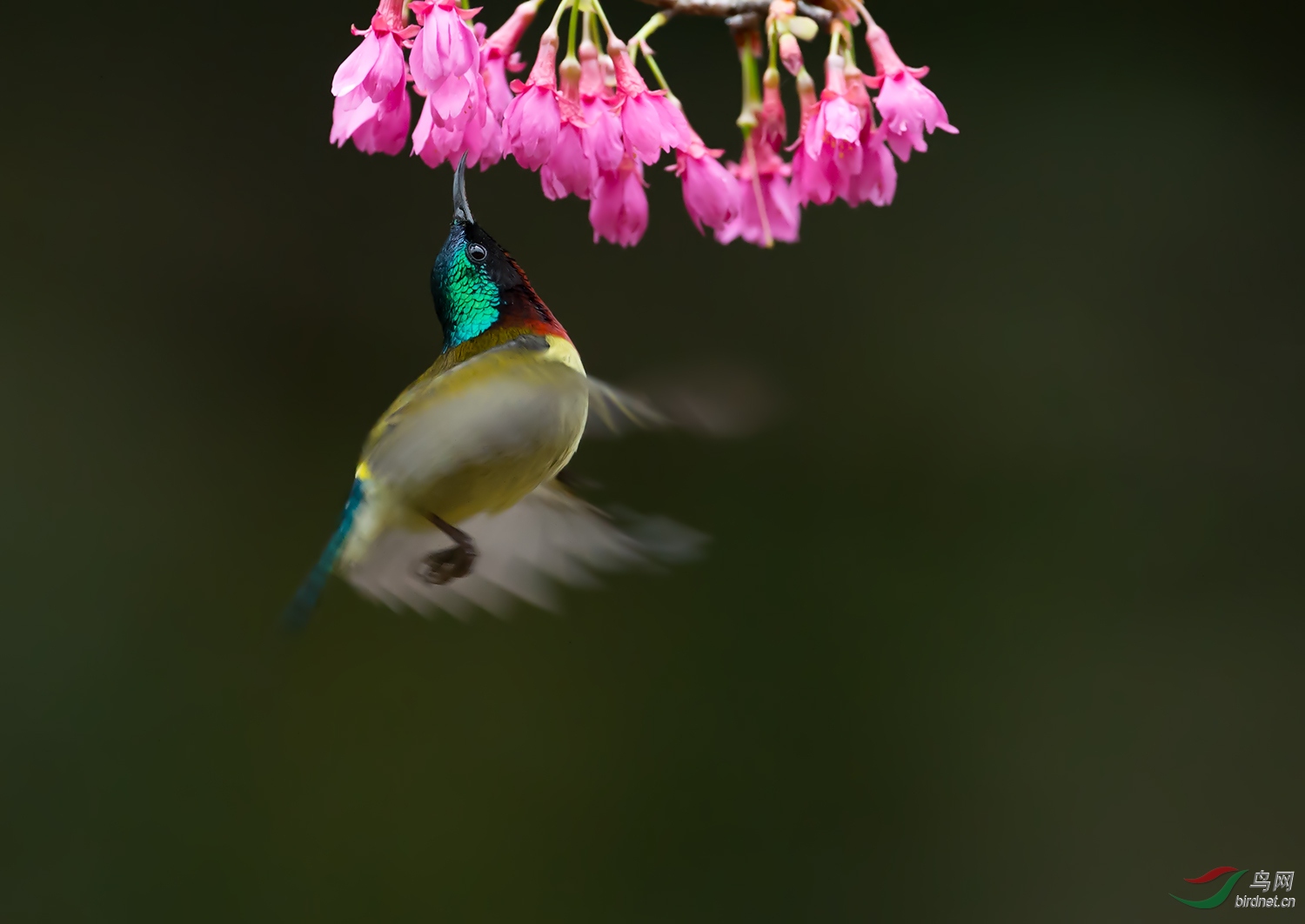 DSC_7918C.jpg