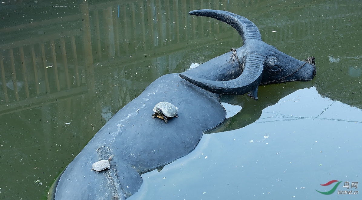 牛龟图 - 山西版 shanxi 鸟网