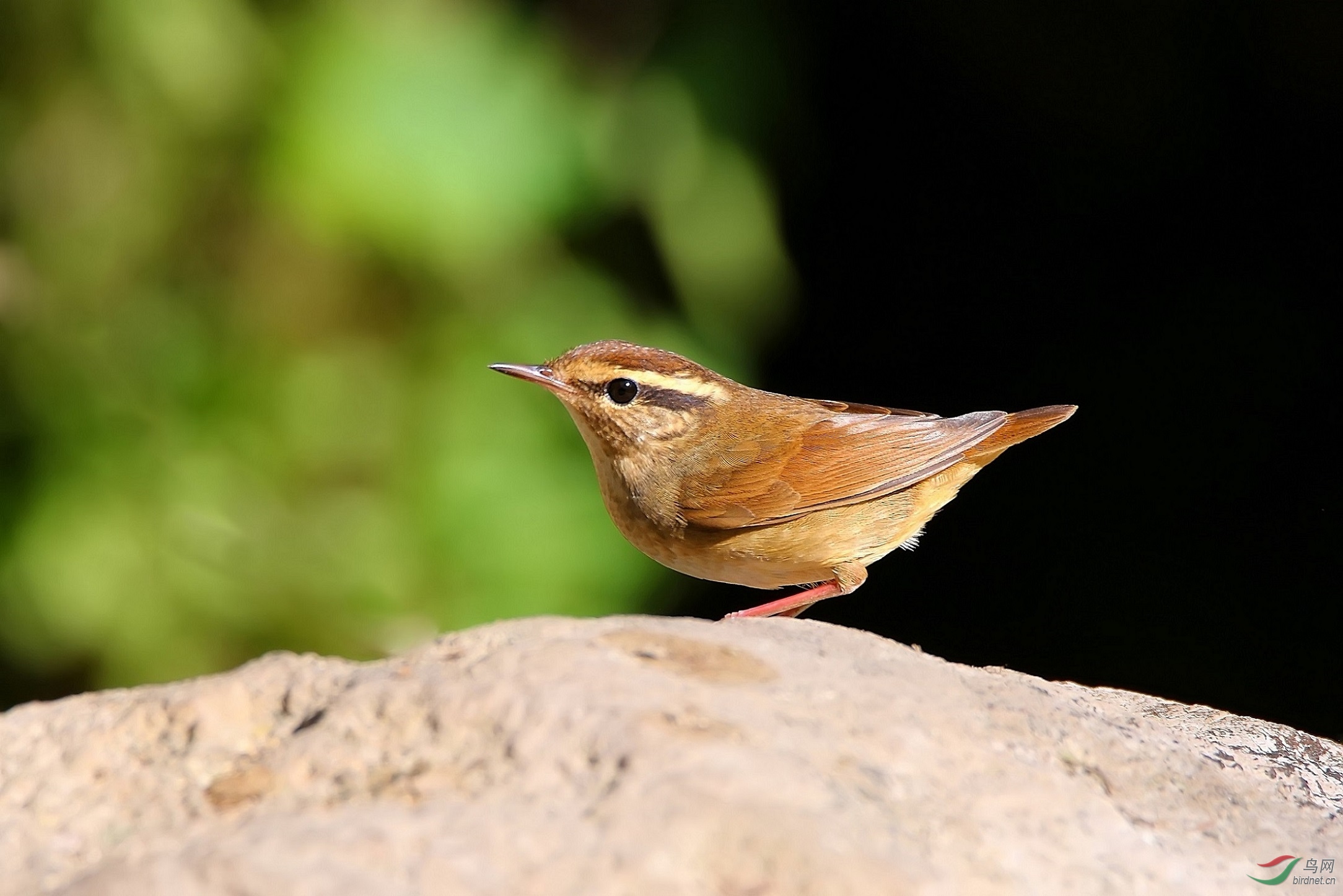 鳞头树莺 - 广西版 guangxi 鸟网