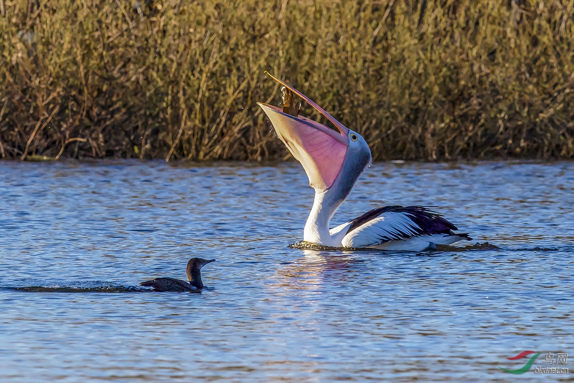 �����ڰ���Wendouree����