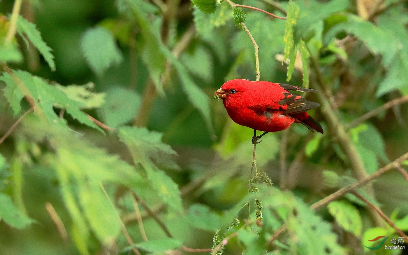 上海版 shanghai 鸟网