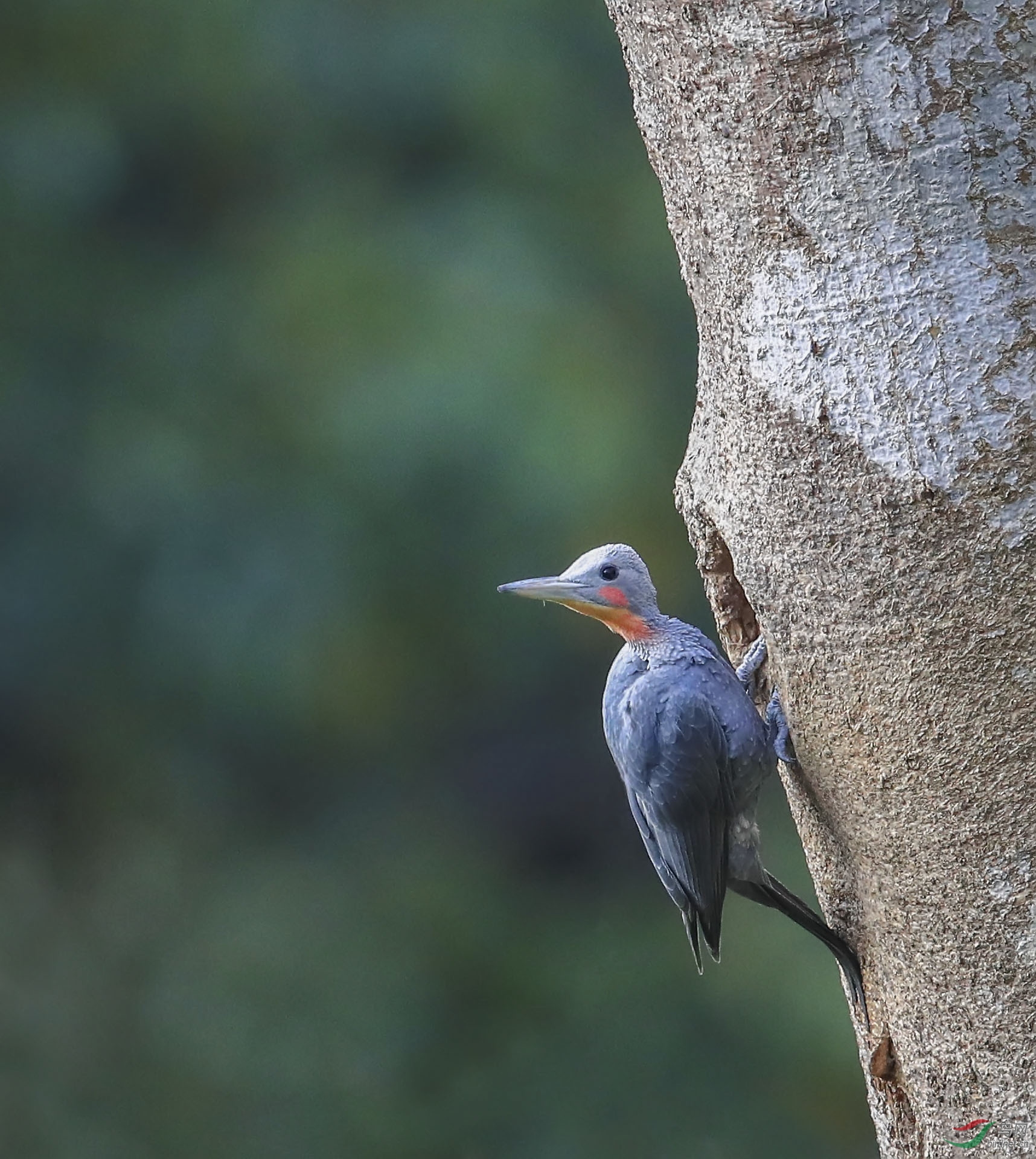 大灰啄木鸟