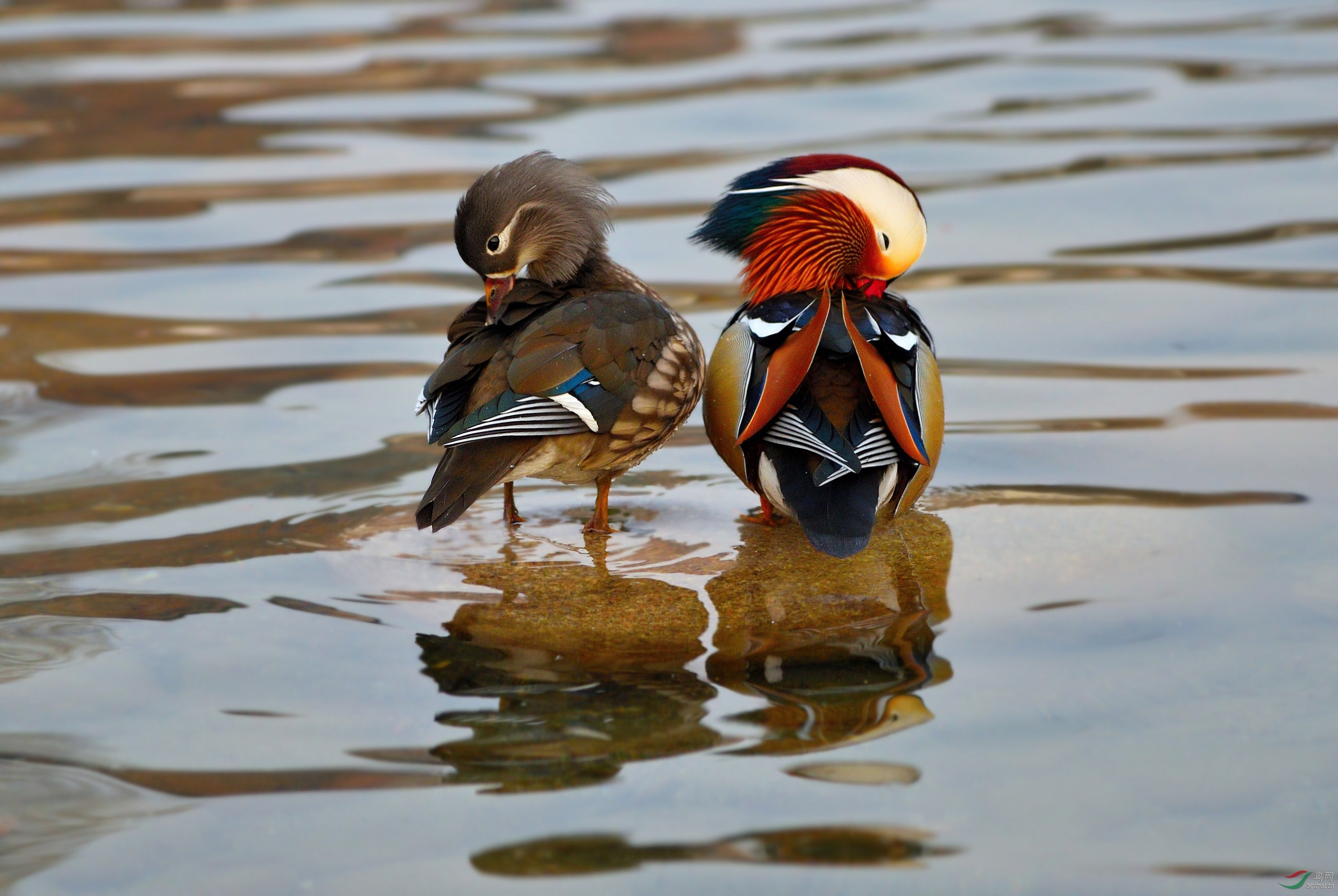 只羡鸳鸯不羡仙