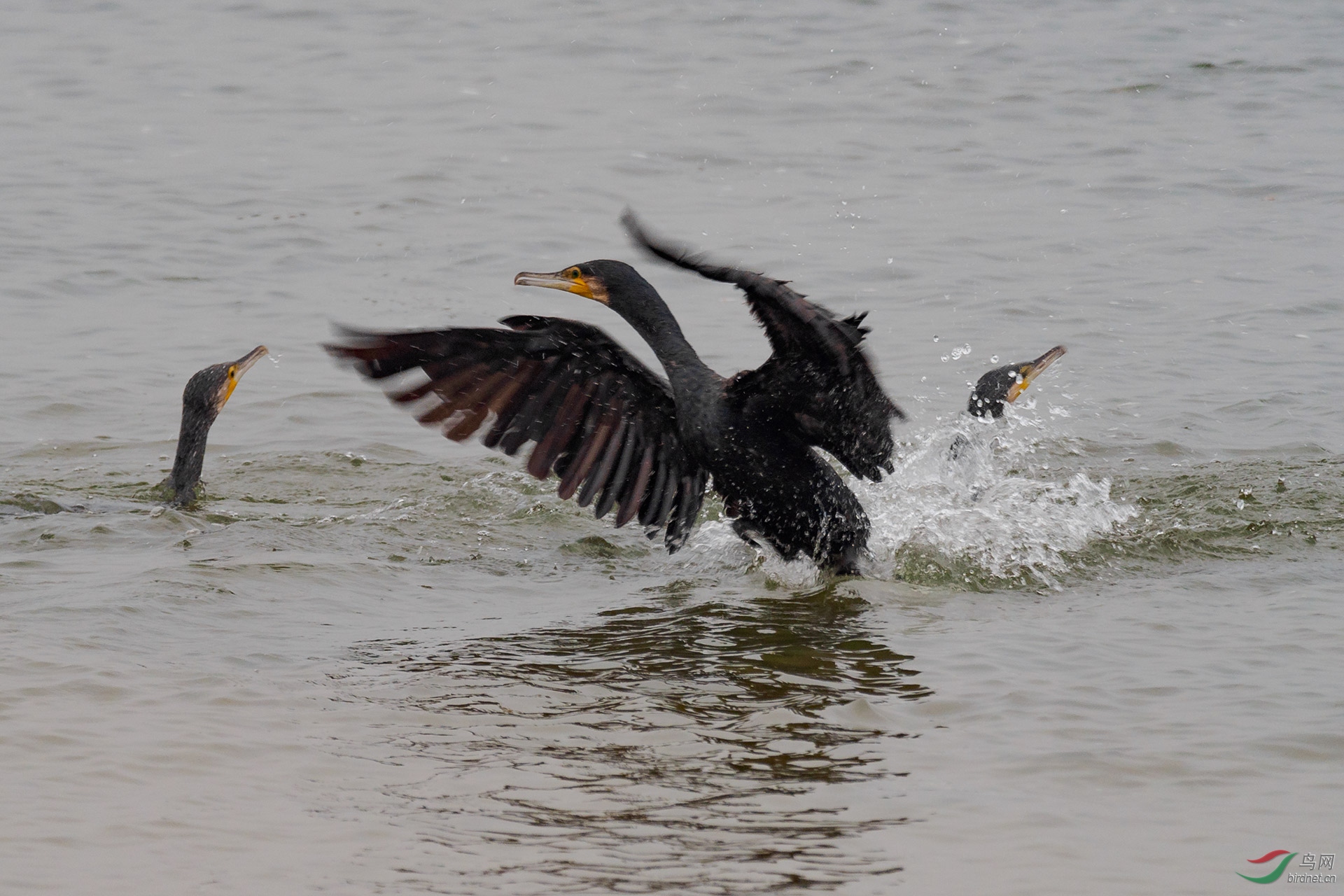 PC230978-ac.jpg