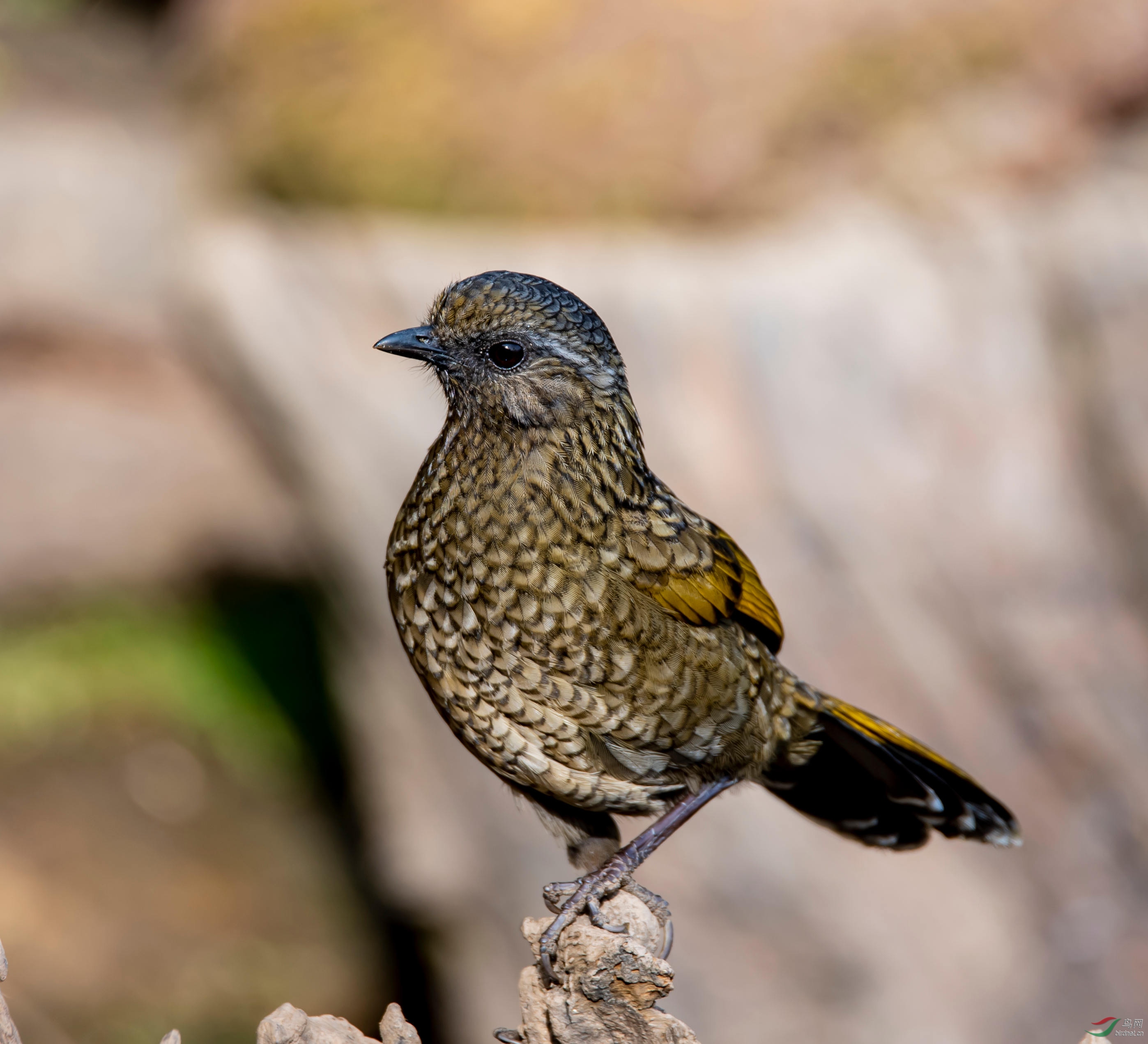 DSC_2436._����.jpg